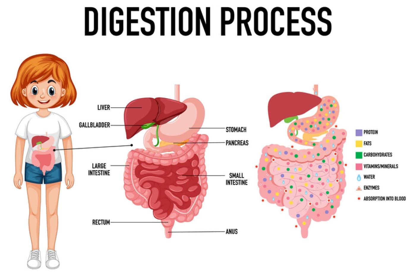 quá trình tiêu hóa thức ăn