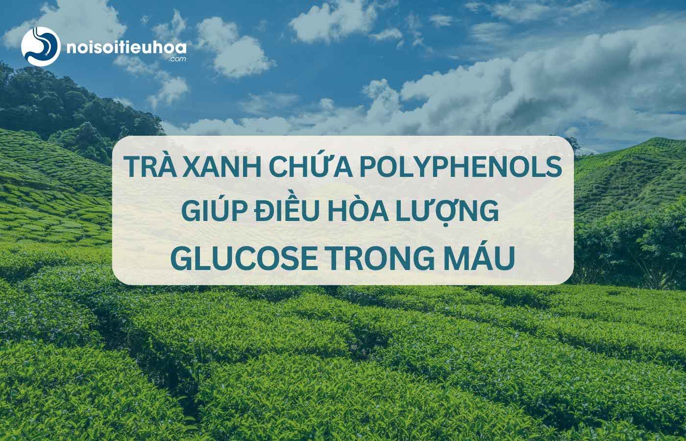 Trà xanh chứ polyphenols trả lời câu hỏi đường huyết cao nên ăn gì, uống gì?